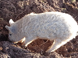 Dieses im Schwarzwald beheimatete Wollschwein ist wenig wählerisch und wühlt sich für sein Mittagessen auch mal am Waldrand durch den Boden, um Eicheln und Kastanien zu futtern (Foto: Angelika Beck)