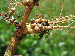 Knöllchenbakterien in Symbiose mit Leguminosen binden Stickstoff im Boden (Foto: Harry Rose, Vigna unguiculata nodules1, CC BY 2.0, bit.ly/4_CC_BY_2-0, bit.ly/HaRose)