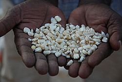 Foto: Anne Wangalachi/CIMMYT