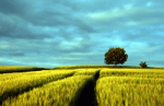Foto: Marco Barnebeck / pixelio.de Bild Feld