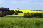 Rapsfeld Rapsfeld