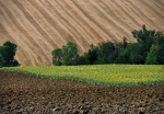 Boden: ein wertvoller Schatz (Foto: Eric Huybrechts/flickr) Land