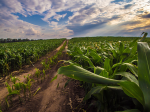Mehr produzieren bedeutet nicht weniger Hunger (Foto: David Cornwell/flickr) Mais