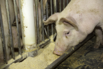 Futtermittel benötigen Land (Foto: United Soybean Board) Schwein