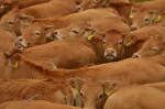 Fleisch und Milch: oft mit großen Unterschieden in der Ökobilanz (Foto: CC0) Kuh