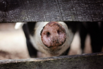 Tierhaltung im Fokus des KAB (Foto: CC0) Tiere