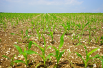 Ackerland steht hoch im Kurs bei Investoren (Foto: CC0) Field