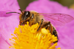 Biene bei der Arbeit (Foto: David Farquhar/flickr) Biene
