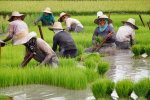 Reisbauern in Asien (Foto: ILO/Joaquin Bobot Go) ILO