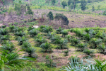Der Klimabilanz von Biodiesel nicht zuträglich: Rodung für Ölpalmen in Indonesien (Foto: M. Edliadi/CIFOR) Palmölplantage in Indonesien