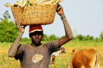 Bauer in Mali: Profitiert er von den Initiativen zur Förderung von Afrikas Landwirtschaft? (Foto: Peter Casier/flickr) Bauer Mali