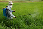 Neue Abnehmer für Pestizide? (Foto: IRRI Photos/flickr) Pestizide