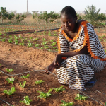Tröpfchenbewässerung (Foto: ICRISAT/Flickr.com) Wasser