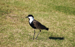 Feldvögel in Europa - bald eine Seltenheit? (Foto: CC0) Vogel
