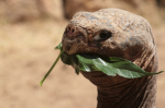 Photo: kasina / pixelio.de Schildkröte