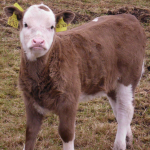 Gibt es noch: ein ganz normales Kalb (Foto: A. Beck) Kalb
