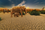 Tiere und Habitate schwinden (Foto: CC0) Ele