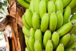 Oft mit Pestiziden: Bananen (Foto: CCO, stux, Pixabay) Banane