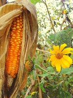 Ökolandbau besser als industrielle Landwirtschaft (foto:www.schoolsforchiapas.org) agroecology