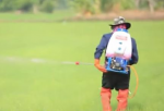 Mehr Nahrung oder Pestizide? (Foto: Farm Channel Thailand) Thailand
