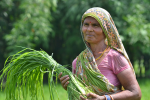 Kleinbäuerin in Indien (Foto: V.Reddy/CCAFS/flickr.com) Indien