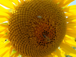 Keine Patente auf Sonnenblumen! (Foto: A. Beck) Sonnebl