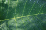 ©Fotografenname: sunflowers06, www.pixelio.de Bild Tropisches Blatt