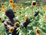 Imago African Farmer in Sunflower Field