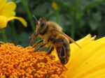 Monokulturen und Pestizide setzen den Bienen zu (Foto: Frank Hollenbach / pixelio.de) Foto: Biene
