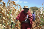 Bauer bei der Maisauswahl: Laut AGRA ist die Ablehnung von Gentechnik eine Farce (Foto: IITA/Catherine Njuguna) FotoMaisbauer