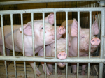Im ersten Halbjahr 2017 wurden 701.400 Schweine weniger geschlachtet als 2016 (Foto: Stefan Schwarz/Pixelio.de) Schwein