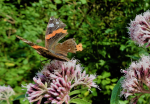Schmetterling ade! (Foto: A. Beck) Sch
