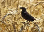 Genug gezwitschert? (Foto: Ian Sane/flickr) Vogel