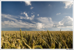 Eine Kultur so weit das Auge reicht (Foto: Lars Schmidt/flickr) Wheat