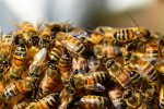 Ob Honig- oder Wildbienen: Sie sind wichtige Bestäuber (Foto: CC0) Biene