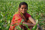 Die Förderung indischer Klein- bauern sieht das Gesetz nicht vor (Foto: DeFreese/CIMMYT) Indien