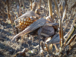 Hitzewellen bedrohen die Erträge (Foto: CC0) Drought