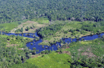 Der Amazonas-Regenwald ist akut bedroht (Foto: Neil Palmer/ CIAT, flickr.com) Regenwald