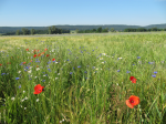 Appell für eine klimaschonende Landwirtschaft (Foto: Katharina Schertler, Bioland) Wiese