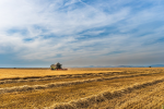 US-Landwirte ernähren nicht die Hungernden (Foto: CC0) Weizen