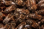 Honigbienen brauchen tatkräftige Unterstützung ihrer wilden Artgenossen. Honigbienen brauchen tatkräftige Unterstützung ihrer wilden Artgenossen.