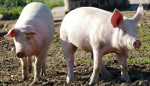 Geringere Tierbestände, Klasse statt Masse (Foto: CC0) Oink