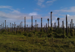 Gut für Klima und Biodiversität? (Foto: CC0) Palmen