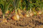 Wer wird sie ernten? (Foto: CC0) Zwiebeln