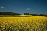 Nicht nur Bauern erhalten GAP- Geld (Foto: Werner Nieke/flickr) Raps