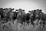 Weniger Rindfleisch? Gerne! (Foto: Alex Proimos/flickr) Beef