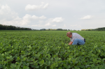 Laut FAO ein Familienbetrieb? (Foto: United Soybean Board) Soja