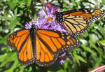 Vorbild für die Monarch-Fliege (Foto: CC0) Monarch
