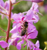 Foto: honighaeuschen.de Biene auf blauer Blume
