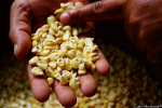 Streit ums Saatgut: El Salvador soll Monsanto-Mais abnehmen (Foto: Cam Ventoza/flickr) Mais